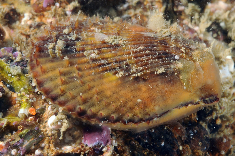 Bivalve pettine